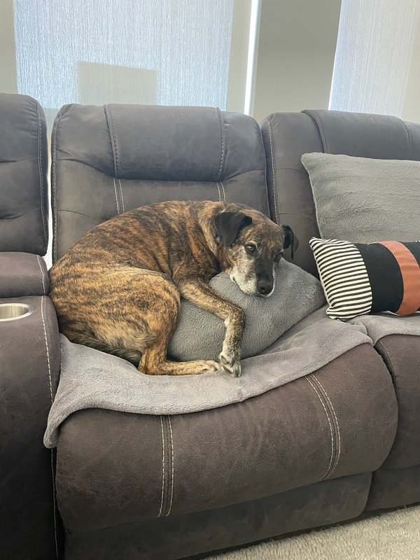 Rockford, the Carlson family dog