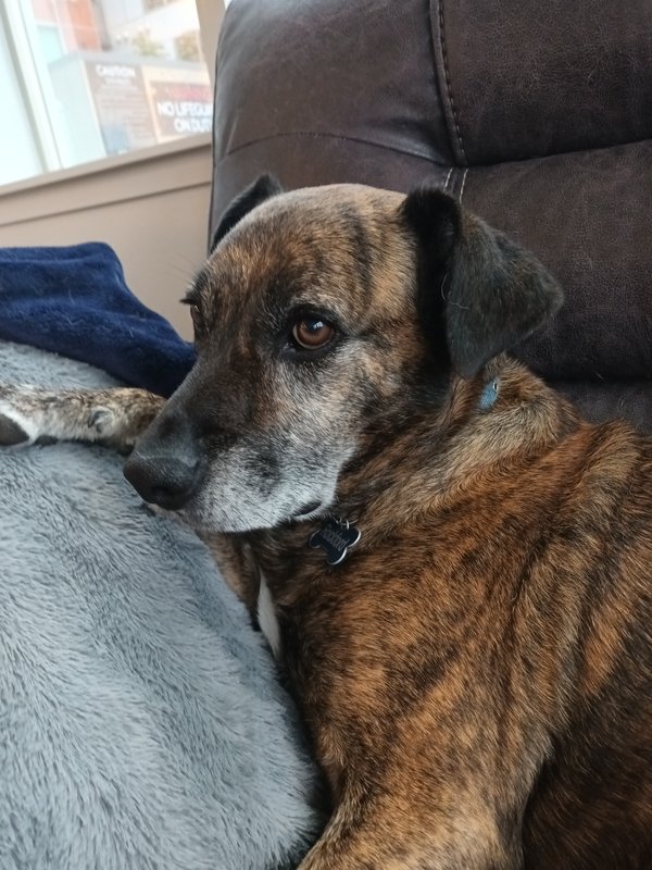 Rockford, the Carlson family dog